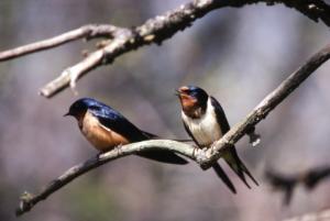 JG.Pair of Barn Swallows.jpg