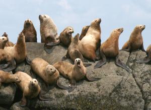 Sea lions closer.JPG