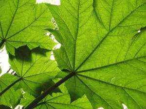 Gr maple leaves.JPG