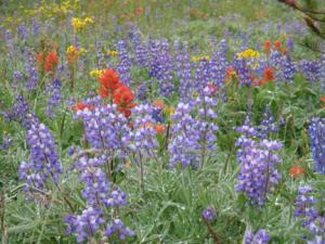 Lupins smaller.jpg