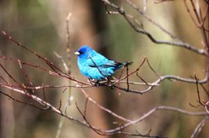 JG.Indigo Bunting.jpg