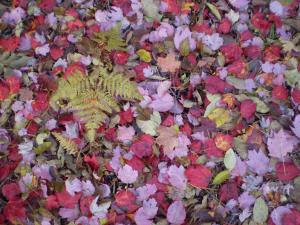maple leaves on ground smaller.jpg